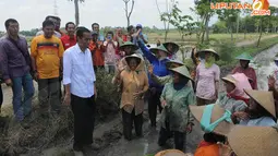[FOTO] Jokowi Bercengkerama dengan Petani di Pematang Sawah