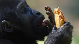 Seekor bayi Gorila menikmati makanannya di kebun binatang di Belo Horizonte, Brasil, Jumat (12/5). Bayi gorila tersebut lahir pada 8 Mei 2017 dan uniknya bayi tersebut tidak mempunyai jenis kelamin. (AFP PHOTO / DOUGLAS MAGNO)