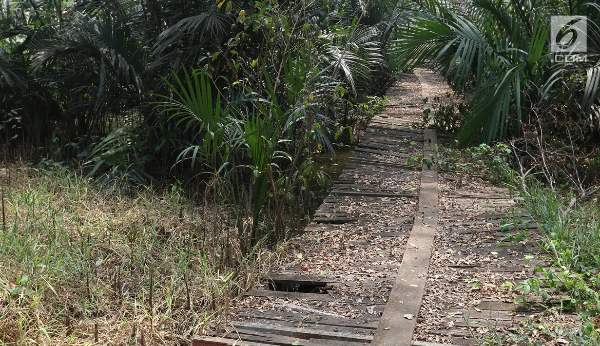 Kondisi Suaka Margasatwa Muara Angke, Jakarta, Selasa (17/9/2019). Suaka Margasatwa Muara Angke akan dikembangkan sebagai pusat edukasi mangrove. (Liputan6.com/Herman Zakharia)