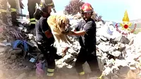 Anjing Selamat dari Gempa Italia