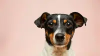 Why Does My Dog Stare at Me? 8 Reasons Every Dog Owner Should Know