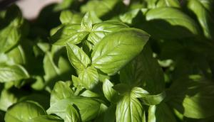 Tanaman Basil. (Unsplash - Alissa De Leva)