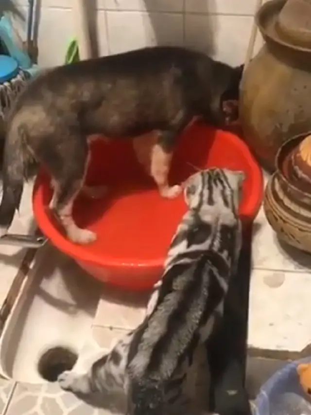 Viral, Aksi Kucing Memarahi Anjing Ini Bikin Warganet Terhibur.