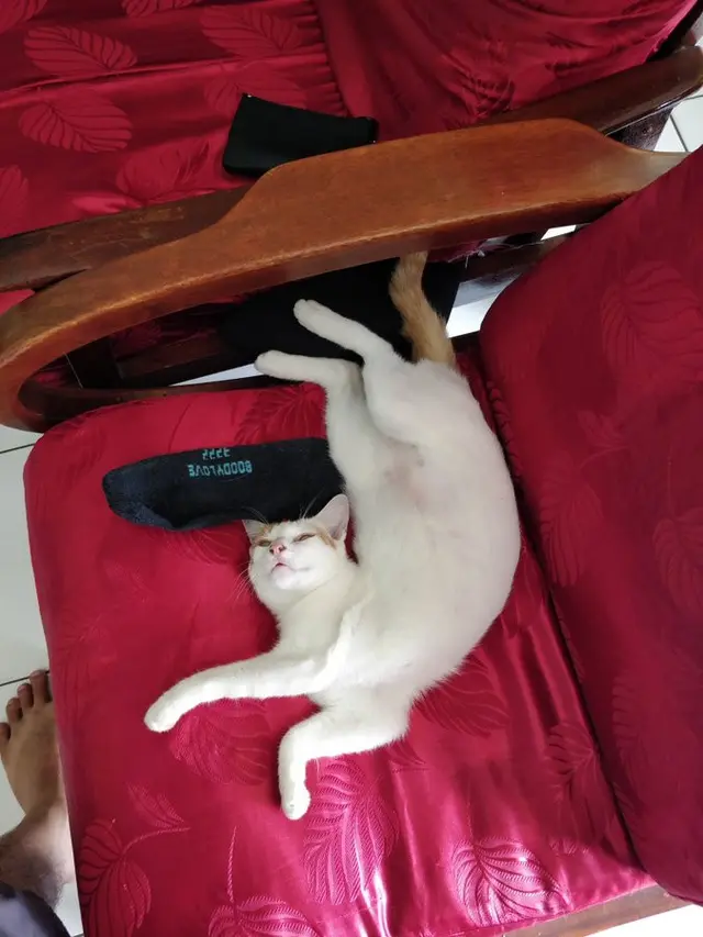 8 Pose Nyeleneh Hewan Peliharaan saat Tidur Ini Bikin Geleng kepala