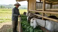 12 Pakan Hijauan Paling Kaya Protein untuk Kambing, Cepat Gemuk Berkat Nutrisi Tinggi
