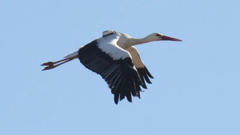 Burung White Storks yang dipasangi GPS di punggungnya (Foto: University of East Anglia).