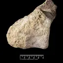 Fosil Dinosaurus Langka dari Antartika Ditemukan di Dalam Laci
