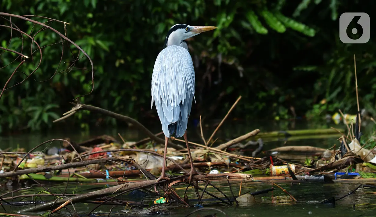 Seekor burung Pesisir Jakarta mencari makan di atas tumpukan sampah, Sabtu (18/12/2021). Pesisir laut Jakarta yang menjadi tempat tinggal burung-burung pesisir sebagai habitnya dengan gedung-gedung bertingkat  dan statusnya terancam punah. (merdeka.com/Imam Buhori)