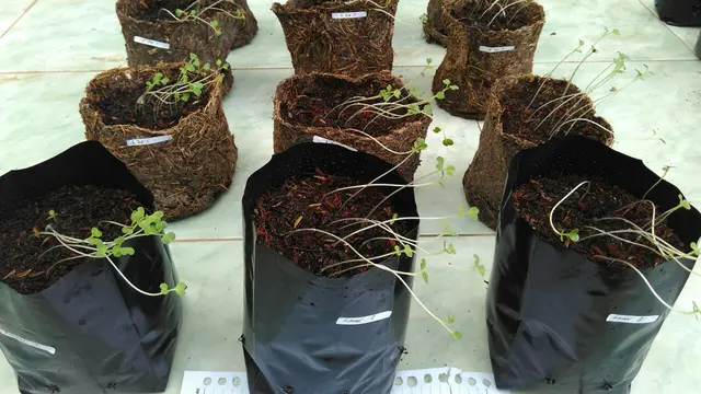 Pot Jerami Ramah Lingkungan Pengganti Polybag