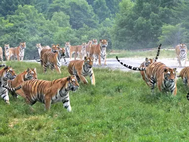 Sejumlah harimau Siberia di Taman Harimau Siberia Hengdaohezi di Kota Hailin, Provinsi Heilongjiang, China (17/7/2020). Dengan menerapkan langkah-langkah pencegahan dan pengendalian epidemi yang ketat, Taman Harimau Siberia Hengdaohezi dibuka kembali pada Jumat (17/7). (Xinhua/Zhang Chunxiang)