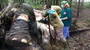 Dokter hewan melakukan pembedahan atau nekropsi pada gajah Sumatera yang ditemukan mati mengenaskan tanpa kepala dan gading di sebuah hutan di Bengkalis, Riau (20/11/2019). (Indonesian Natural Resourches Co/AFP)