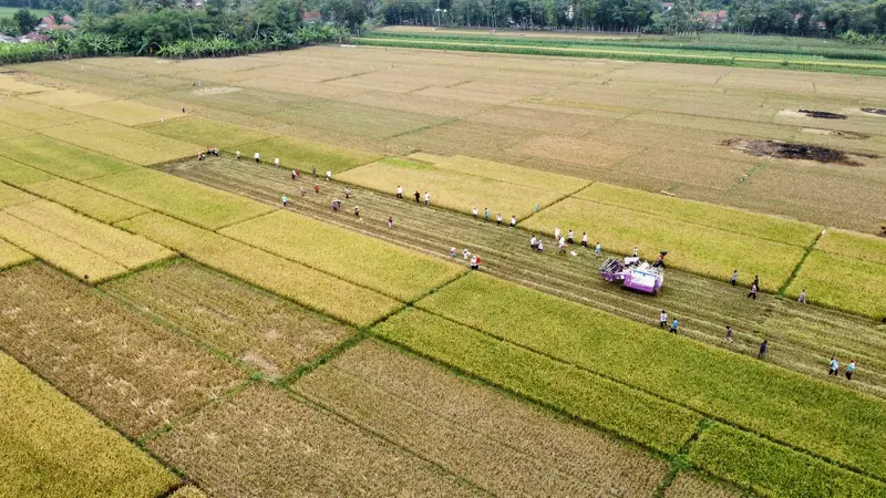 Irigasi pompa bikin petani Purbalingga bisa panen padi walau kemarau. (Foto: Liputan6.com/Kominfo PBG)