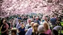 Sejumlah warga berjalan di bawah Bunga sakura yang bermekaran di sepanjang jalan di Pemakaman Bispebjerg, Kopenhagen, Denmark, (20/4). Keindahan bunga sakura yang bermekeran menandai dimulainya musim semi. (Mads Claus Rasmussen / Ritzau Scanpix via AP)