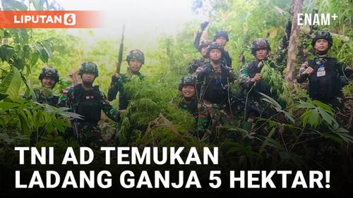 VIDEO: Gokil, Prajurit TNI AD Sukses Temukan Ladang Ganja 5 Hektar di Papua