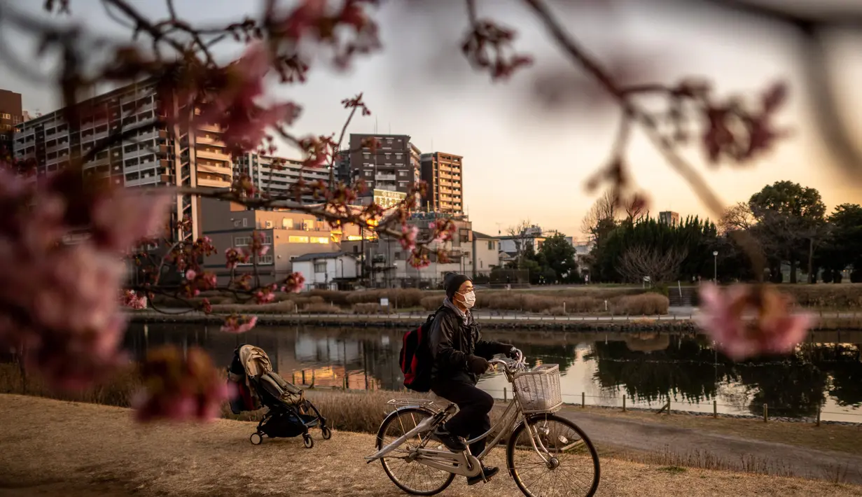 Seorang pria mengendarai sepeda melewati pohon sakura di sebuah taman di distrik Edogawa, Tokyo, Jepang pada Kamis 23 Februari 2023. Bunga-bunga sakura mulai mekar beberapa hari lebih awal dari biasanya, berkat suhu yang lebih hangat dari rata-rata. (Philip FONG/AFP)
