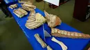Fosil Dinosaurus tampak dimeja saat acara pemulangan fosil kepada pihak Mongolia di New York, Amerika, (5/4). Fosil ini merupakan hasil sitaan dari penyelundupan fosil internasional. (Kena Betancur/AFP)