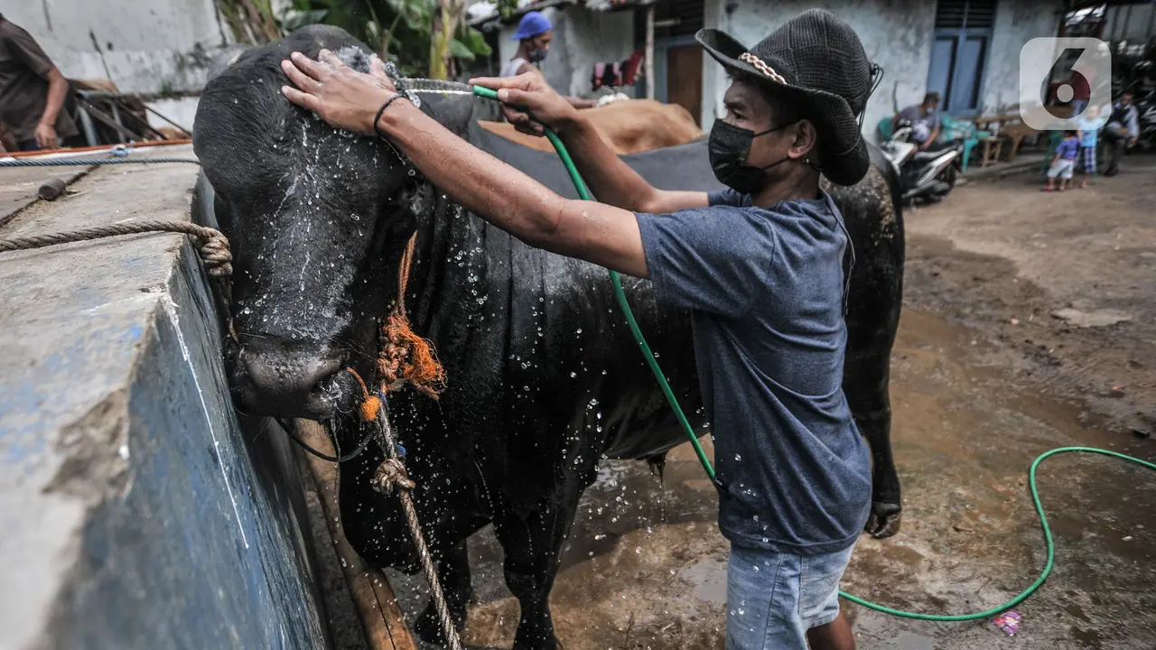 Pemeriksaan Kesehatan Hewan Kurban di Masa Pandem