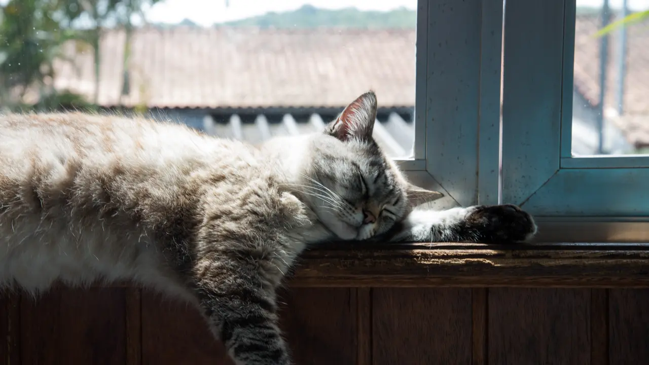 Fakta-fakta mengenai bulu kucing