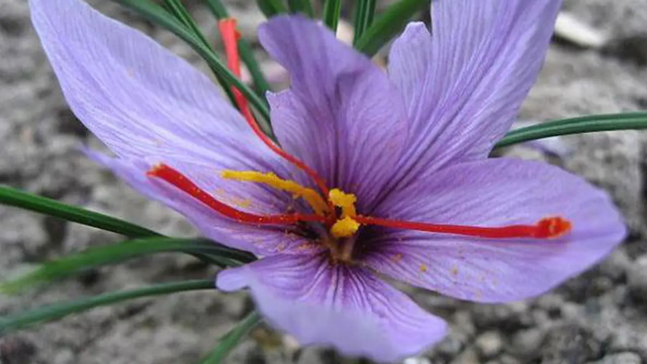 Saffron adalah Rempah Tanaman Crocus, Ketahui Manfaatnya Hot