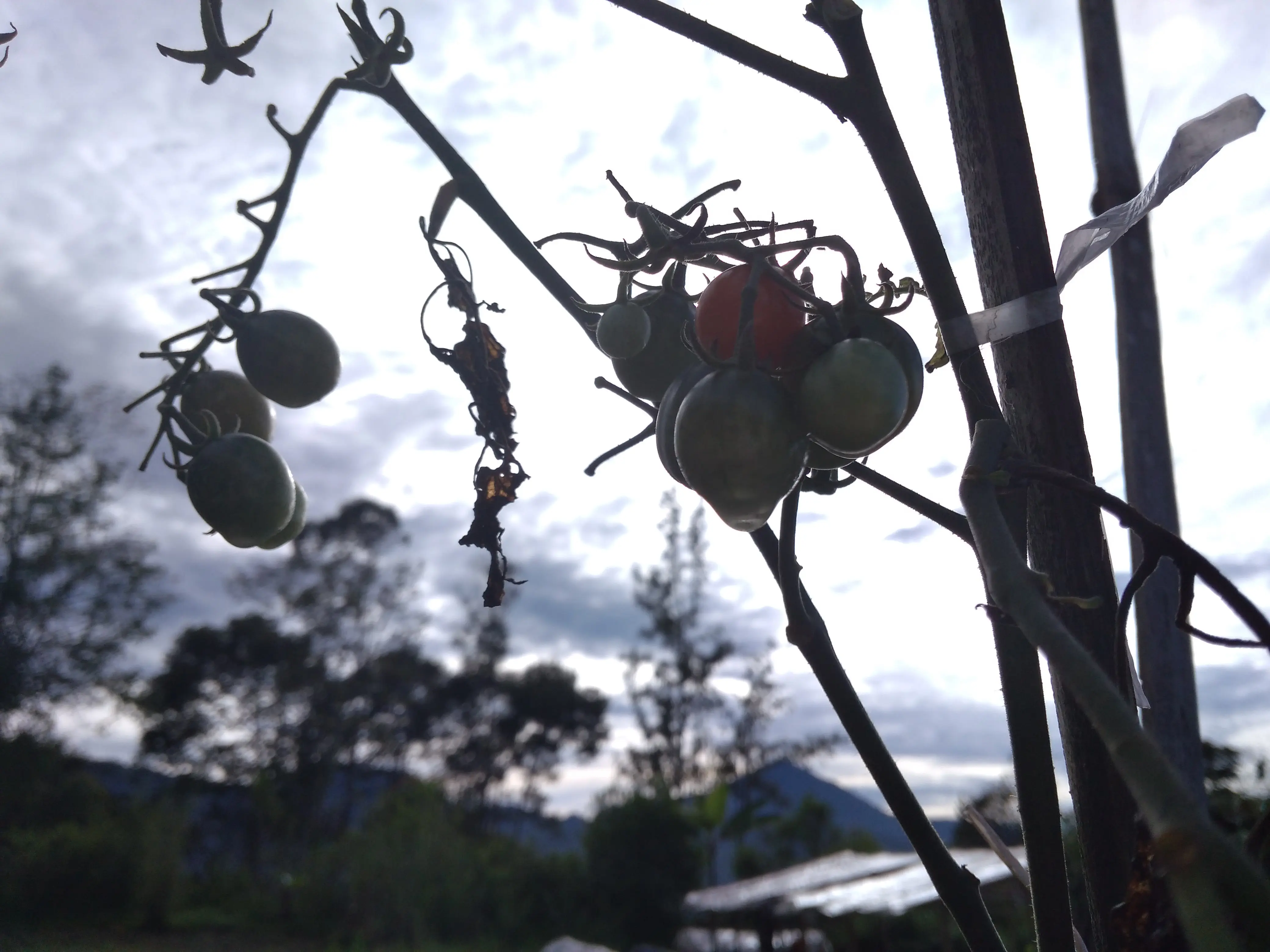 Titik embun di ujung buah tomat, bukti kesegaran udara pagi Cikole. (foto: /edhie prayitno ige)