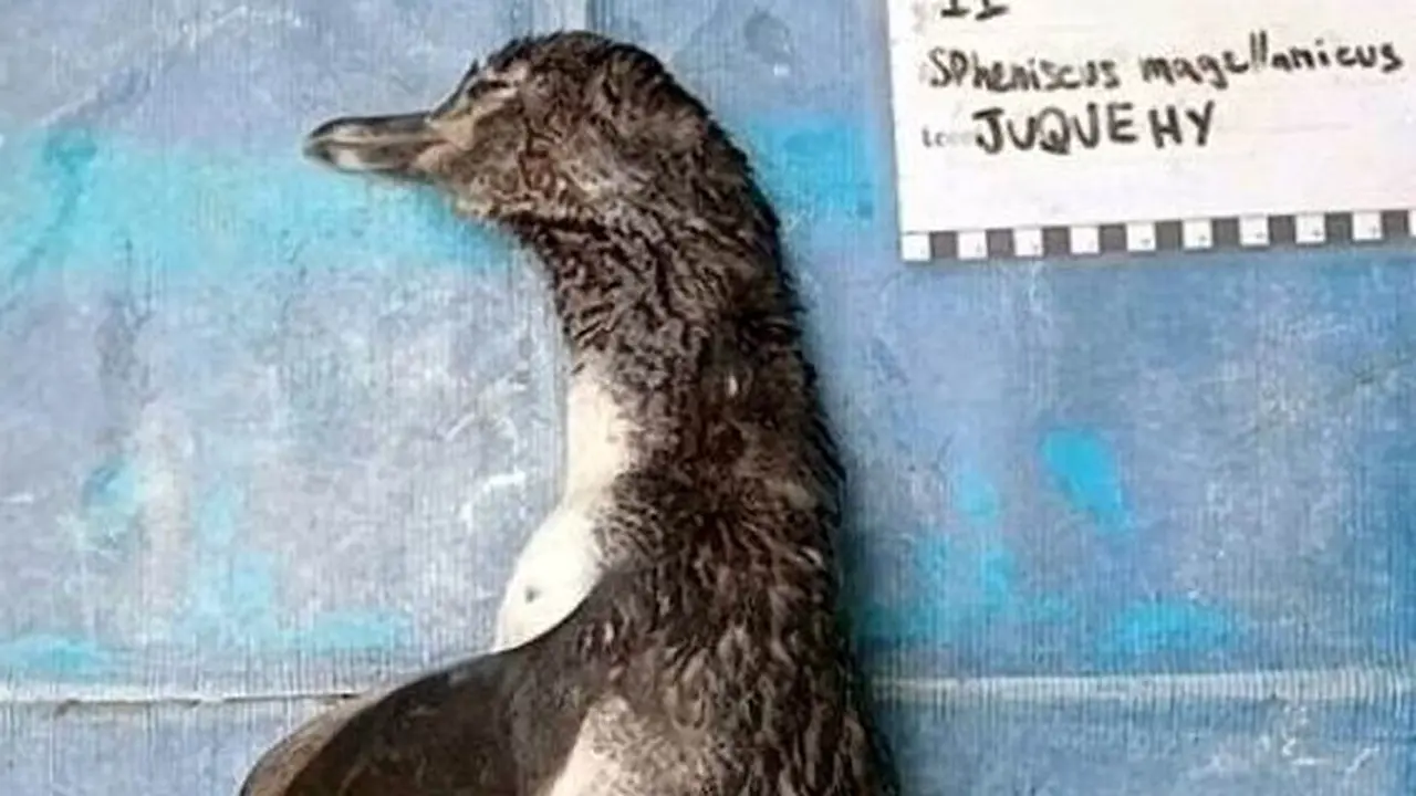 Pilu, Penguin Ini Mati Setelah Menelan Masker yang Dibuang Sembarangan
