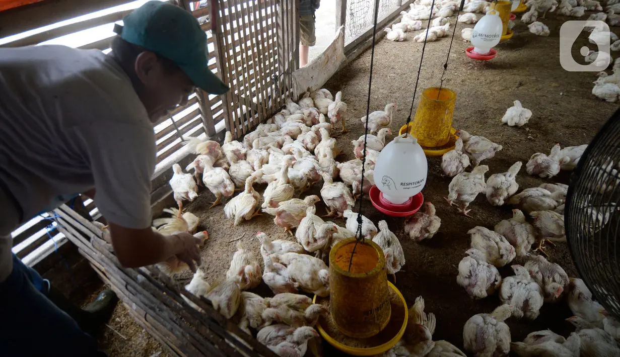 Pekerja memberi pakan ternak ayam potong yang sudah siap dijual di Kawasan Gunung Sindur, Kabupaten Bogor, Jawa Barat, Selasa (22/09/2020). Harga ayam potong di sana dijual Rp 24 ribu per kilogram, di mana saat masa pandemi harganya mengalami naik turun di pasaran. (merdeka.com/Dwi Narwoko)