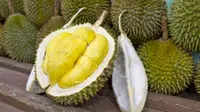 Berbagai Jenis Durian Berdaging Tebal: Kenali Ciri Kualitas Premium
