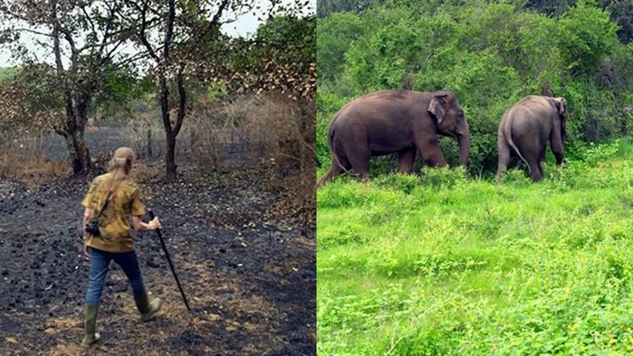 26 Tahun, Pasangan Ini Ubah Lahan Kritis jadi Hutan Menghijau