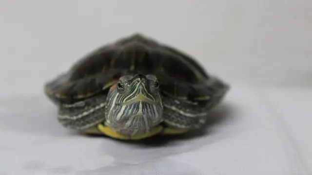 Kura-kura