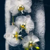 Apakah bunga-bunga yang telah dibekukan masih terlihat cantik seperti masih di taman? (Via: boredpanda.com)