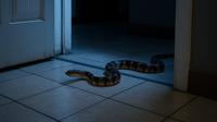 Ular masuk rumah pada malam hari (Foto: ChatGPT)