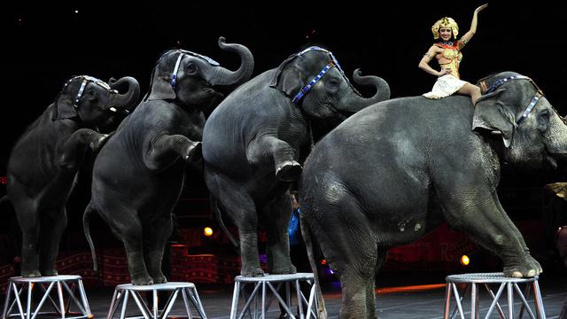 Gajah Sirkus Tak Bisa Lagi Beraksi di Amerika