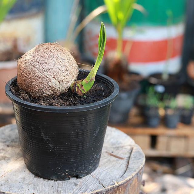 Daftar Harga Bonsai Kelapa Gading Bulan Agustus 2021 Terbaru