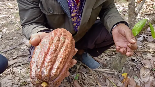 Sabun Cuci Piring dari Kulit Buah Cokelat