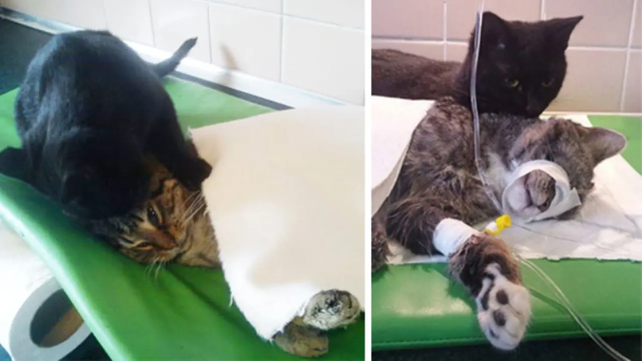 Radamenes, Kucing Hitam yang Bekerja Bak Perawat