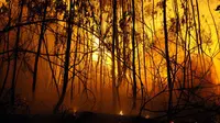 Lindungi Hutan, RI Perlu Ubah Model Bisnis