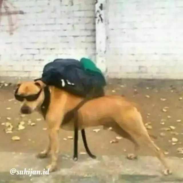 10 Potret Nyeleneh Orang Jalan-Jalan Bareng Peliharaan, Ada Anjing Masuk Tas