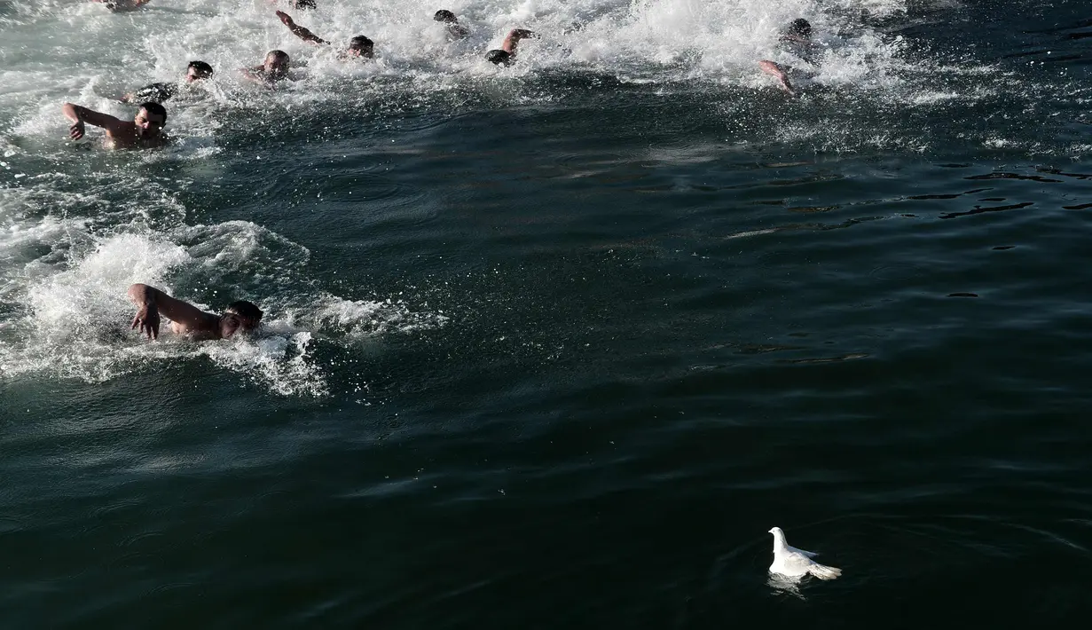 Seekor merpati mengapung di atas air saat pria berenang untuk mengambil salib kayu yang dilemparkan ke laut saat restu upacara air menandai hari Epiphany Orthodox, di pelabuhan Thessaloniki, Yunani utara, (6/1). (AFP Photo/Sakis Mitrolidis)