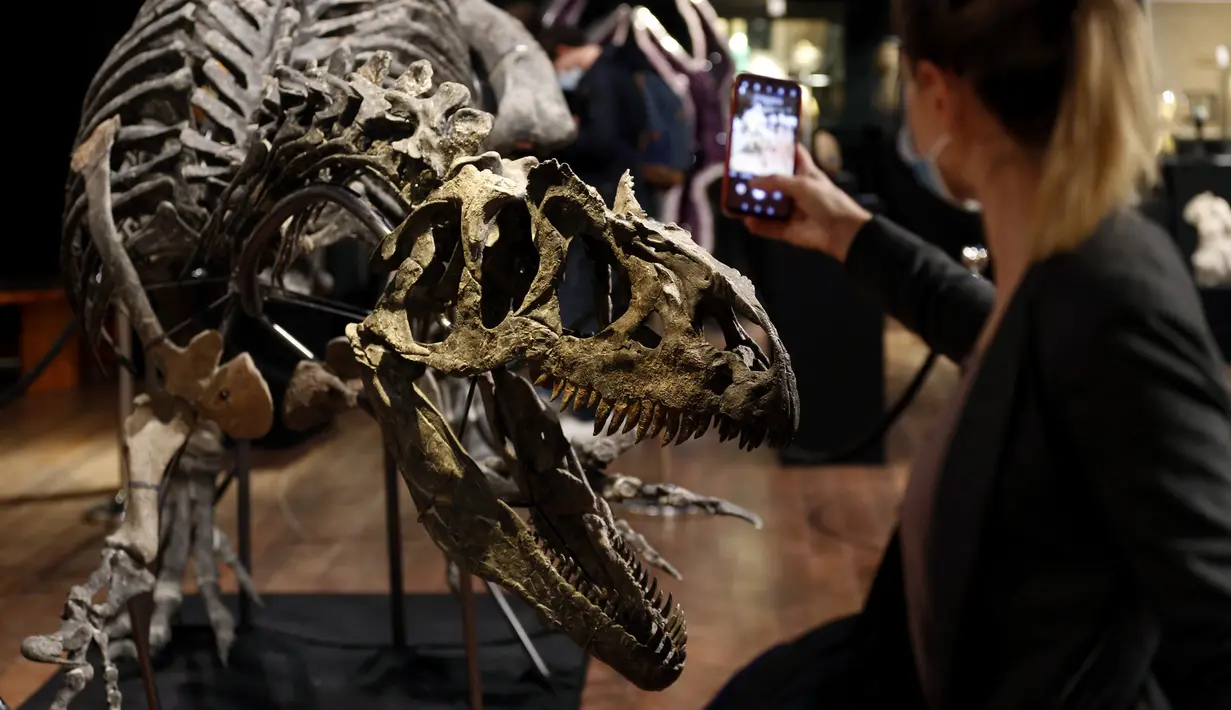 Pengunjung memotret kerangka dinosaurus Allosaurus di rumah lelang Drouot, Paris, Prancis, Sabtu (10/10/2020). Kerangka dinosaurus yang ditemukan di daerah Johnson, Wyoming, AS, tersebut akan dilelang pada 13 Oktober 2020 dan diperkirakan harganya antara 1-1,2 juta euro. (AP Photo/Thibault Camus)