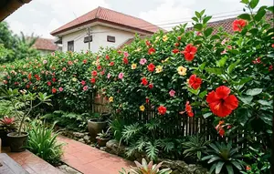 11 Tanaman untuk Menutup Pemandangan dari Rumah Sebelah, Privasi Lebih Terjaga