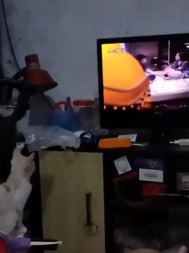 Kucing menonton televisi