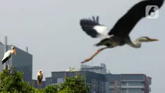 Aktivitas burung-burung Pesisir Jakarta, Sabtu (18/12/2021). Pesisir laut Jakarta yang menjadi tempat tinggal burung-burung pesisir sebagai habitnya dengan gedung-gedung bertingkat  dan statusnya terancam punah. (merdeka.com/Imam Buhori)