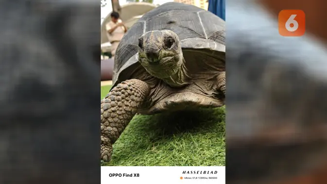 <p><strong></strong>Beberapa hasil foto memakai Oppo Find X8. (Liputan6.com/ Yuslianson)</p>