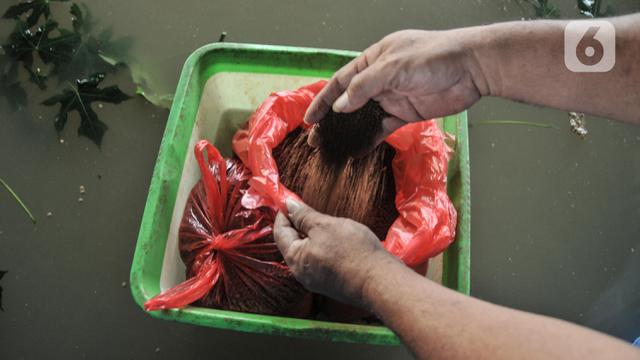 Budi Daya Ikan Lele di Kolong Tol Becakayu