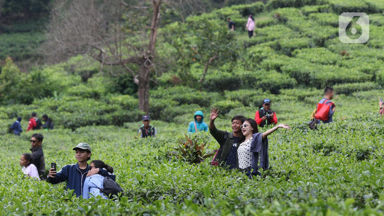 Libur Panjang Akhir Pekan, Warga Berwisata di Kawasan Kebun Teh Puncak