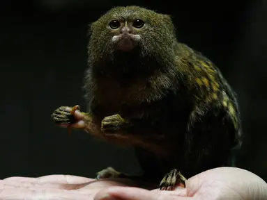 Seekor Pigmi  Marmoset terlihat di Hong Kong Ocean Park, Hong Kong , Cina, (2/2). Marmoset merupakan monyet terkecil di dunia, hal ini dilakukan karena bertepatan dengan tahun baru Cina yang bershio monyet. (REUTERS / Bobby Yip)