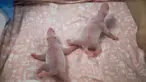 Dua bayi panda terlihat tak lama setelah kelahiran mereka di Brugelette, Belgia (9/8/2019). Taman margasatwa Pairi Daiza mengatakan Hao Hao, seekor panda yang dipinjamkan dari China pada tahun 2014, telah melahirkan dua bayi panda yang sehat dan saat ini dirawat. (Photo by Handout/Belga/AFP)