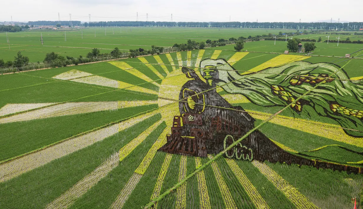 Foto udara gambar kereta api yang dibuat dengan menggunakan varietas padi yang berbeda terlihat di sebuah sawah di Shenyang, provinsi Liaoning, China, 24 Juni 2020. Saat ini pembuatan karya lukis di sawah sudah menjadi tradisi para petani di daerah tersebut. (STR/AFP)