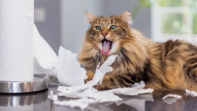 Awalnya Lucu, Aksi Kucing Merobek Kertas Bisa Memicu Gangguan Kesehatan