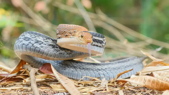 Jenis Ular Pemakan Tikus